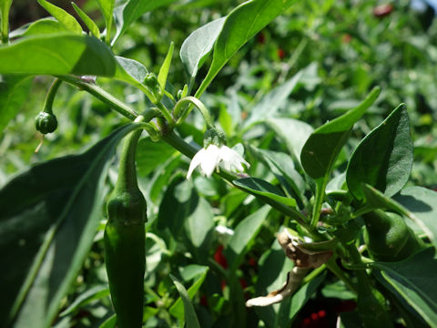 Capsicum annuum cv. Cayennatta