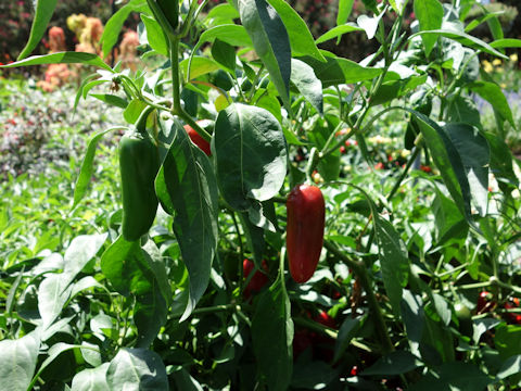 Capsicum annuum cv. Compadre