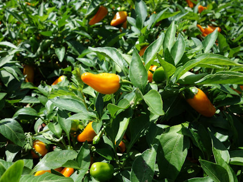 Capsicum annuum cv. Cheyenne