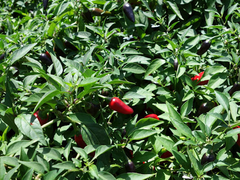 Capsicum annuum cv. Chenzo