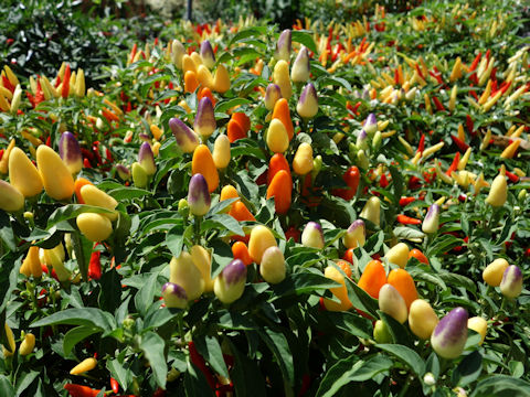 Capsicum annuum cv. Basket of Fire