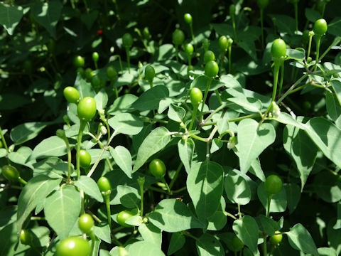 Capsicum annuum cv. MaMahon's Texas Bird