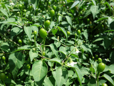 Capsicum annuum cv. MaMahon's Texas Bird