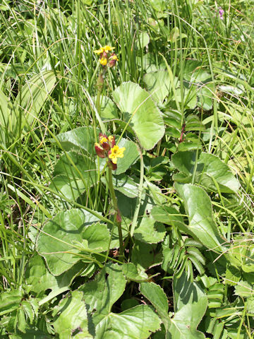 Ligularia hodgsonii