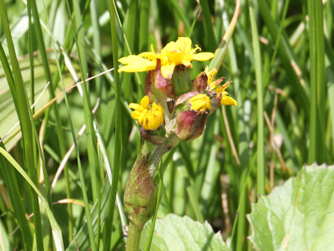 Ligularia hodgsonii