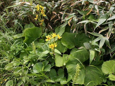 Ligularia hodgsonii