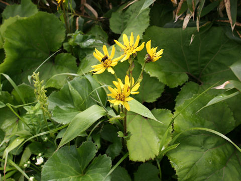 Ligularia hodgsonii