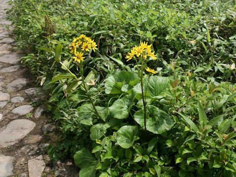 Ligularia hodgsonii