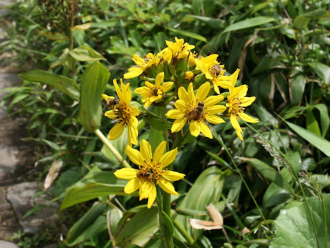 Ligularia hodgsonii