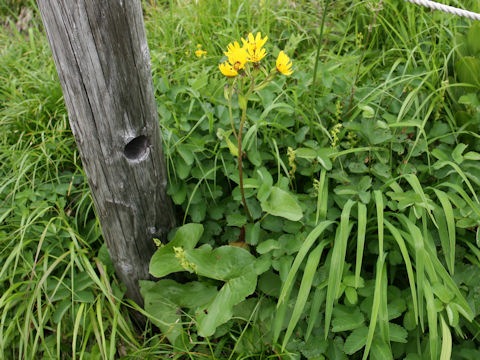 Ligularia hodgsonii