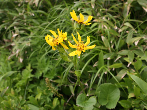 Ligularia hodgsonii