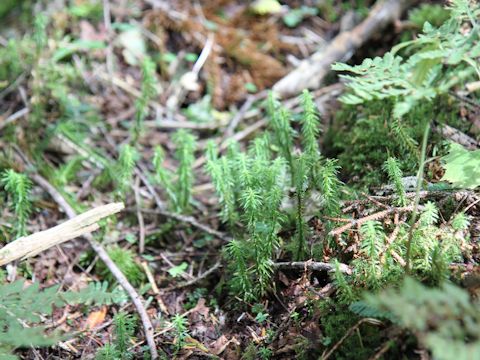 Lycopodium serratum