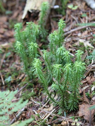 Lycopodium serratum