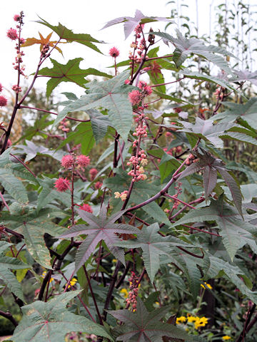 Ricinus communis