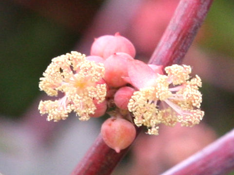 Ricinus communis