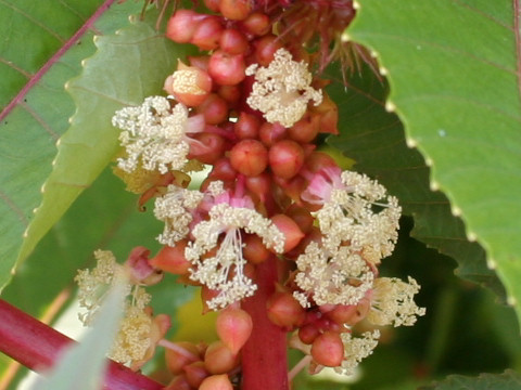 Ricinus communis