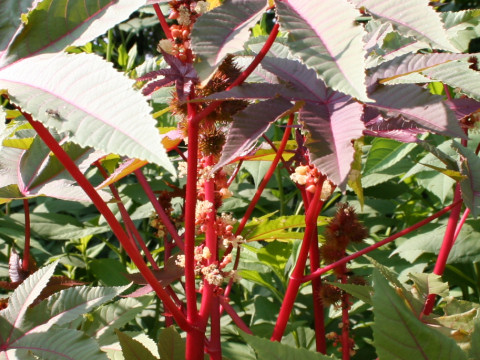 Ricinus communis