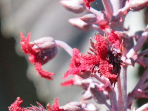 Ricinus communis