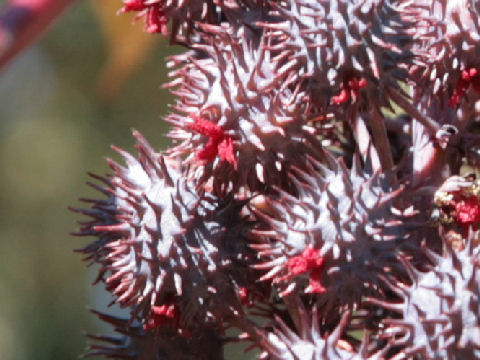 Ricinus communis