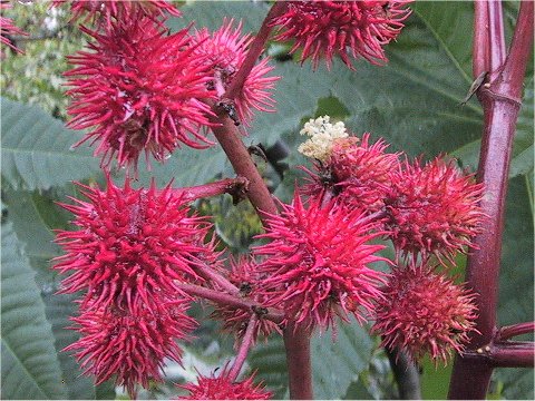 Ricinus communis