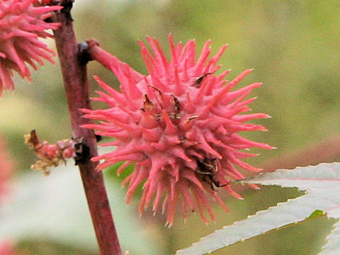 Ricinus communis