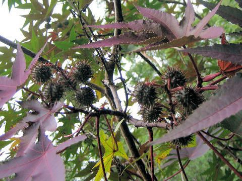 Ricinus communis