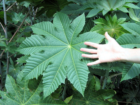 Ricinus communis