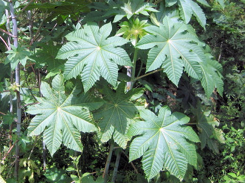 Ricinus communis