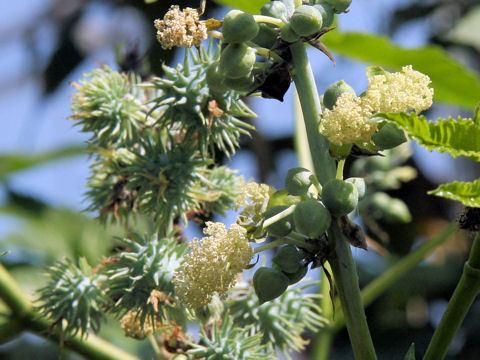 Ricinus communis