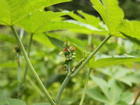 Ricinus communis