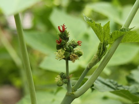 Ricinus communis