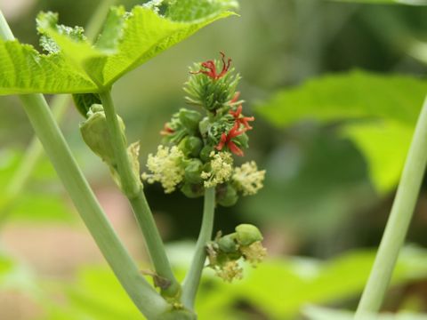 Ricinus communis