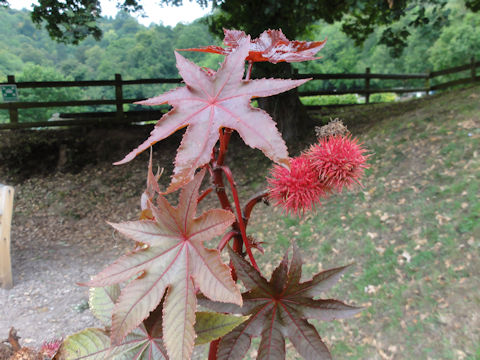 Ricinus communis