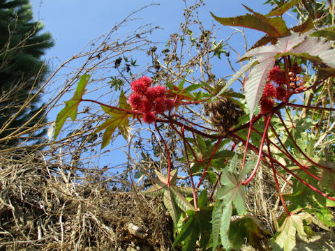 Ricinus communis