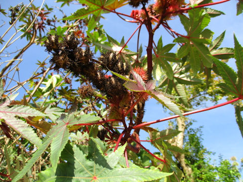 Ricinus communis