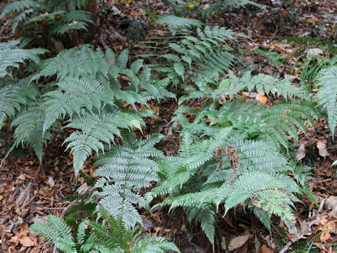 Dryopteris nipponensis