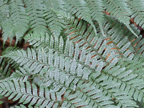 Dryopteris nipponensis