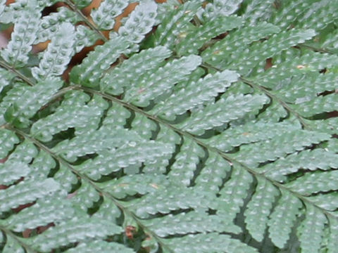 Dryopteris nipponensis