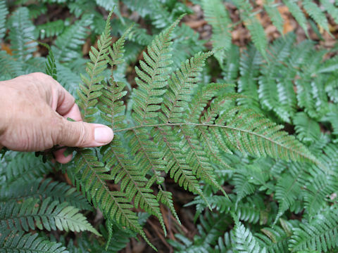 Dryopteris nipponensis