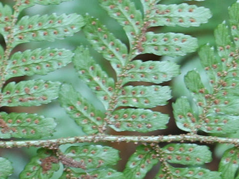 Dryopteris nipponensis