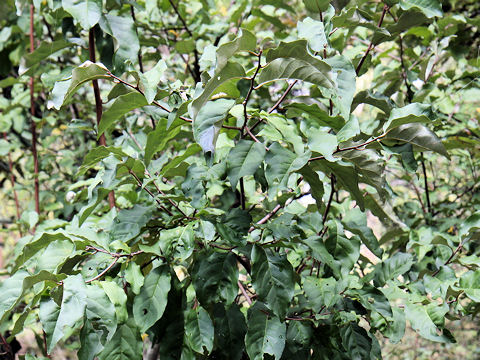 Elaeagnus multiflora var. hortensis