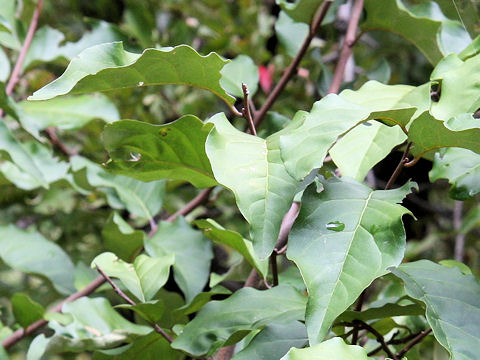 Elaeagnus multiflora var. hortensis