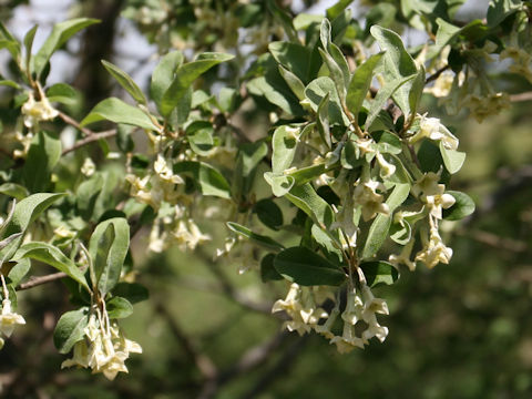 Elaeagnus multiflora var. hortensis