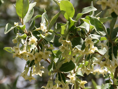 Elaeagnus multiflora var. hortensis