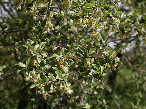 Elaeagnus multiflora var. hortensis