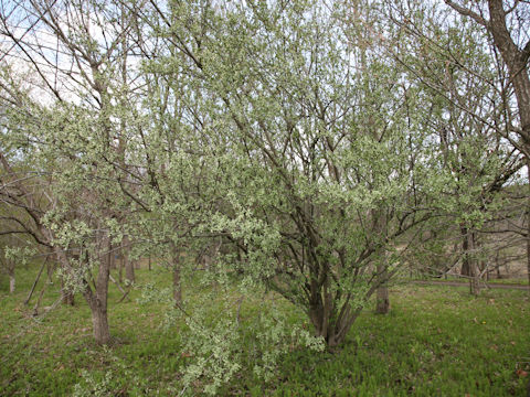 Elaeagnus multiflora var. hortensis