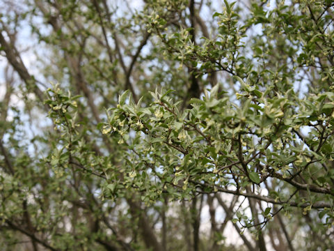 Elaeagnus multiflora var. hortensis