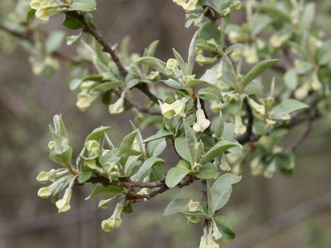 Elaeagnus multiflora var. hortensis