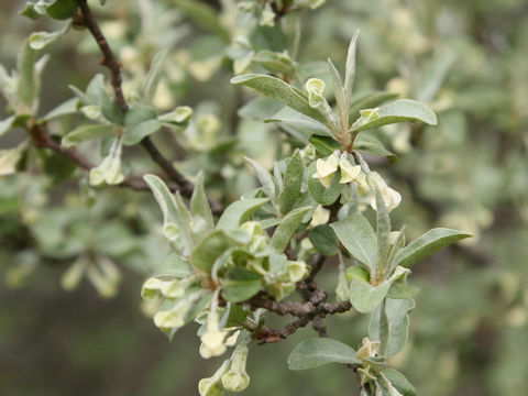 Elaeagnus multiflora var. hortensis