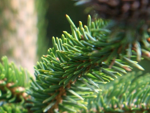 Picea jezoensis var. hondoensis